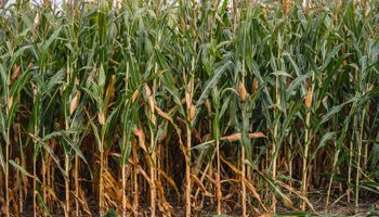 Alerta agricultura: "Podríamos producir entre 30 y 40 millones de toneladas más en la misma superficie que hoy cultivamos"