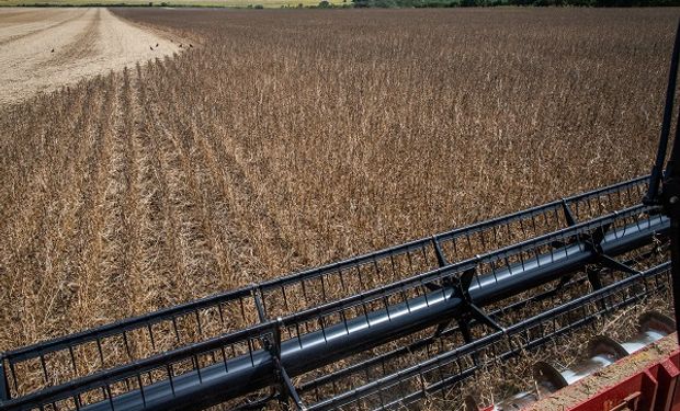 La soja concluye la jornada con bajas en todas sus posiciones: cuánto se pagó en Rosario