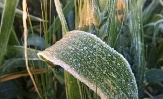 Heladas tardías y sequía: las imágenes del peor año para trigo
