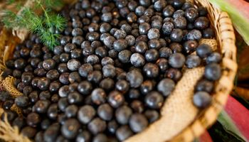 Ações de melhoria da qualidade do açaí pautam encontro no Pará