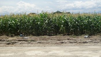 Las exportaciones argentinas de híbridos de maíz crecieron más de un 170%