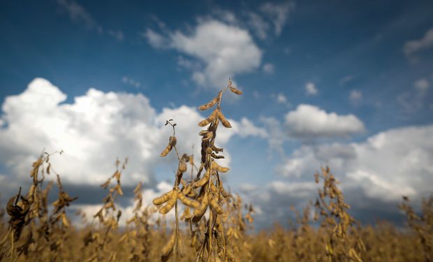 Soja acumula alta mensal de quase 4% em Paranaguá e 4,4% no Paraná