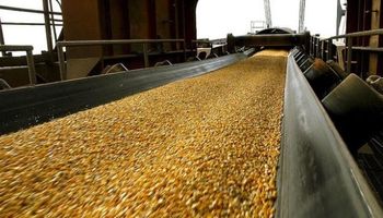 El maíz argentino, frente a una demanda extraordinaria