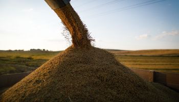Preço do arroz se mantém firme, mesmo com redução nos negócios