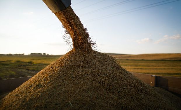 Preços do arroz em casca variam em diferentes regiões