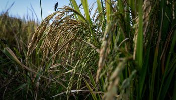 Chuvas no RS preocupam produtores de arroz; cotações respondem com alta