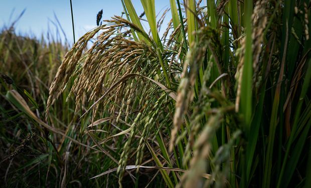 Chuvas no RS preocupam produtores de arroz; cotações respondem com alta