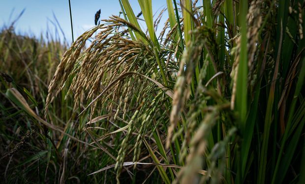 Novo relatório da Conab aponta estoques de arroz maiores do que o esperado
