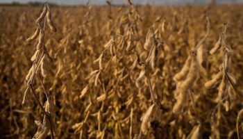 Oportunidad en el mercado de soja: subió el precio y se abre una ventana, mientras el maíz ya siente la presión de la cosecha