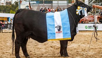 El camino del Campeón: los costos de llevar un animal a la vidriera de la genética mundial