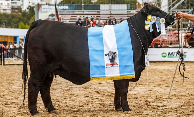 Gran Campeón Hembra de Brangus.