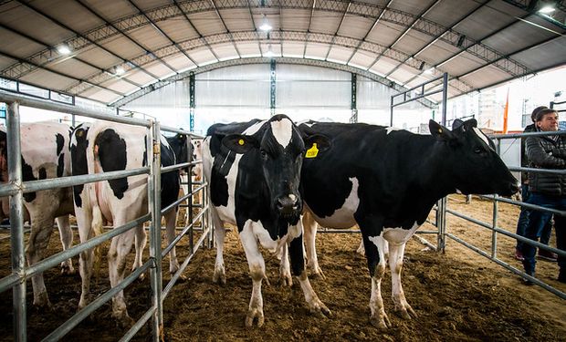 Semana de la carne: remates de vaquillonas Hereford y Holando.