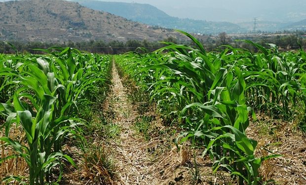 Los rindes del maíz serán un 10% menores