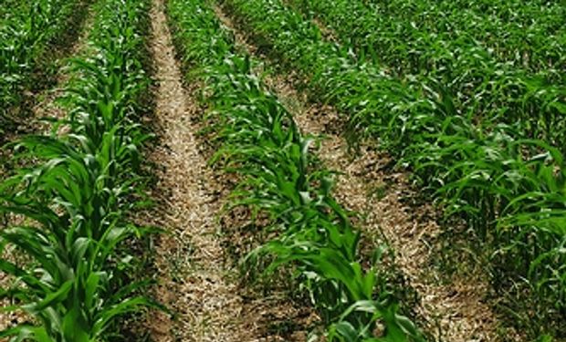 Se cubrió sólo 45% del área estimada con maíz