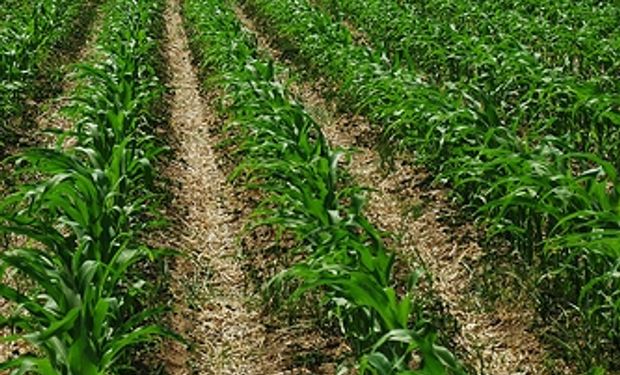 El tizón y la roya, en el radar del maíz