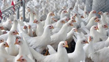Exportações de carne de frango cresceram 6,6% em julho 