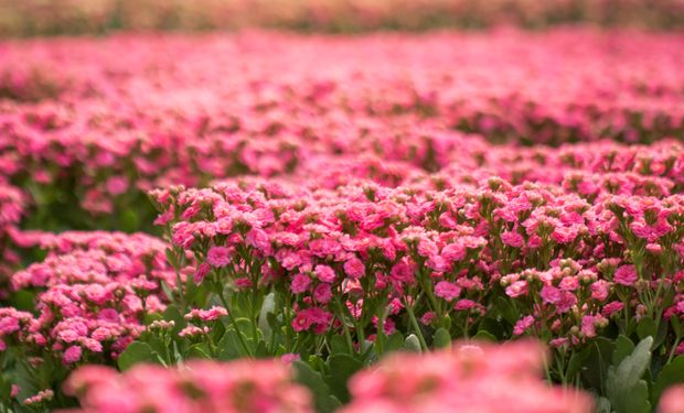 Produção das rosas se concentra no estado de São Paulo, principalmente nos municípios de Holambra e Atibaia. Foto: Tony Oliveira/Trilux