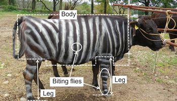 Pintar las vacas como cebras, una práctica que reduce el estrés