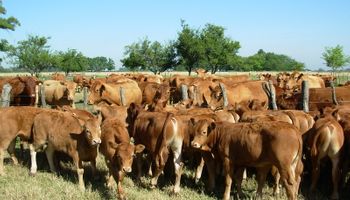 El cruzamiento, clave para producir más terneros por vaca y más carne por animal