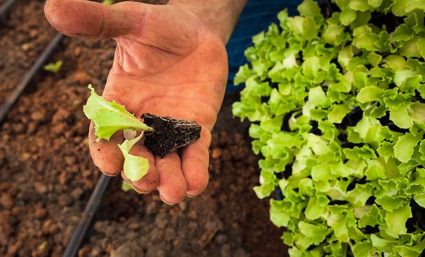 Iniciativa prevê que um mínimo de 30% das compras públicas de gêneros alimentícios deve ser adquirido da agricultura familiar