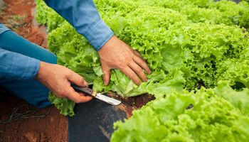 Acordo amplia acesso da agricultura familiar às compras federais