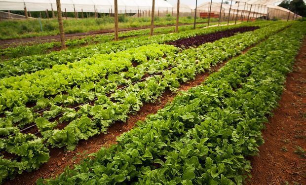 Organizações esperam investir R$ 1 bilhão em projetos que aumentem a segurança alimentar no Nordeste