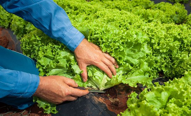 Previsão de entrega é de 248 mil toneladas de alimentos a serem doados a pessoas em situação de insegurança alimentar.