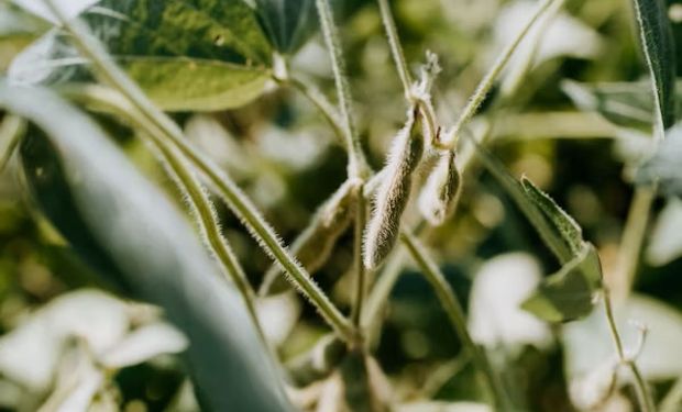 Las posibles lluvias presionan los precios de los granos gruesos: cuánto se pagó por la soja, maíz y trigo en Rosario