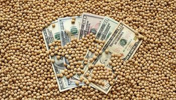 El precio de la soja cayó $5000 por tonelada en el mercado local y Chicago anotó una nueva jornada a la baja
