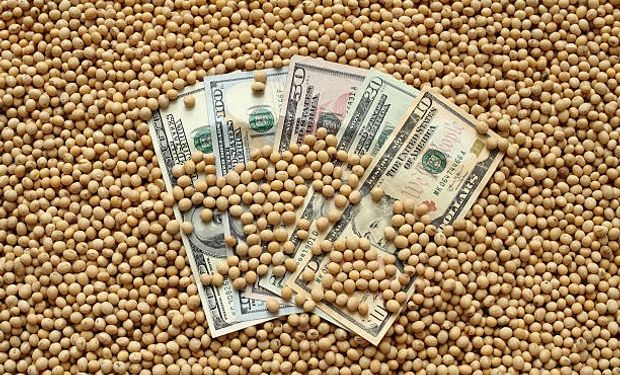 El precio de la soja cayó $5000 por tonelada en el mercado local y Chicago anotó una nueva jornada a la baja