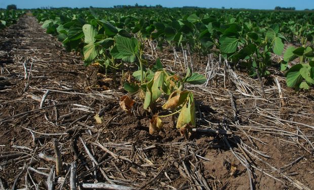 Soja de primera: se perderían hasta 700 dólares por hectárea tras sufrir la primavera más seca de los últimos 35 años