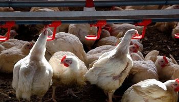 Primer caso de gripe aviar en Argentina: alerta en el campo tras detectarse la enfermedad en Jujuy
