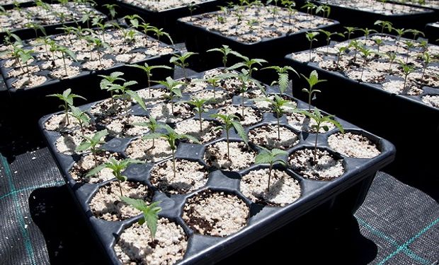 La fuerte demanda para sembrar cannabis motivó un cambio en la regulación