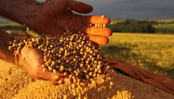 El precio de los cereales con tendencia alcista en Chicago: cuánto se pagó por la soja en Rosario