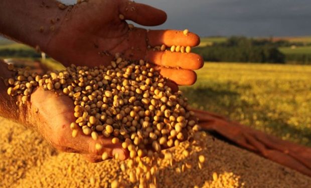 El precio de los cereales con tendencia alcista en Chicago: cuánto se pagó por la soja en Rosario