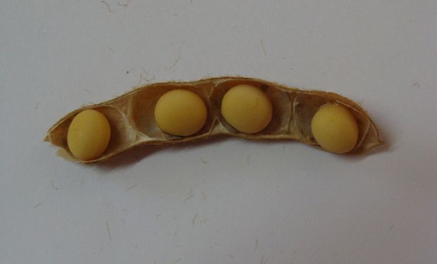La nueva variedad de soja se llama Tango 4S y su principal característica es que el 60% de sus vainas tienen cuatro semillas.