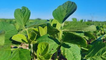 Especial soja en La Posta: el futuro, la calidad y los mercados del cultivo estrella