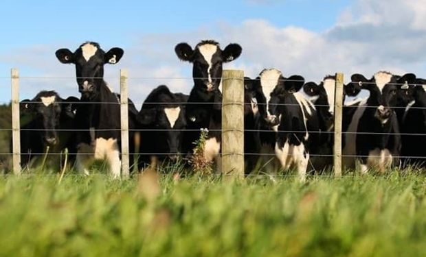 A la defensiva: así viven los tamberos de Estados Unidos el brote de gripe aviar en vacas