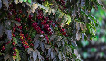 Brasil possui 35 regiões produtoras de café 