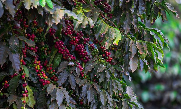 Arábica e robusta registram aumentos de R$ 200 por saca no mês de abril