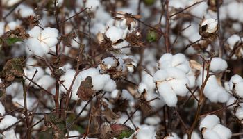 Valorização externa do algodão impulsiona valor no Brasil