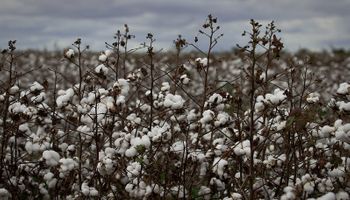 Exportações do algodão podem atingir recorde para mês de junho