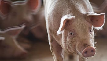 Carne suína se valoriza e perde competitividade no mercado