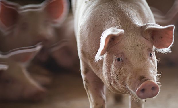 Carne suína se valoriza e perde competitividade no mercado