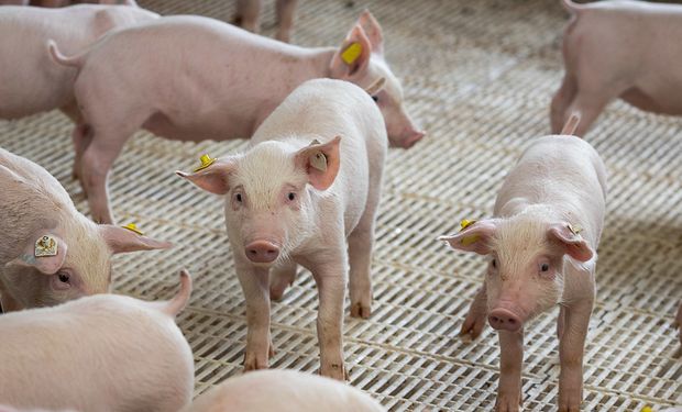 Segundo a ABPA, a produção de carne suína deverá romper a barreira de cinco milhões de toneladas pela primeira vez na história.