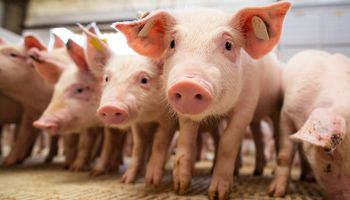 Nova parceria vai promover exportação de aves e de suínos