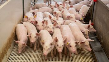 Preço do suíno vivo termina maio com queda de 5,5%