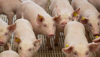 Produção de carne suína de Mato Grosso do Sul cresceu 62% em cinco anos