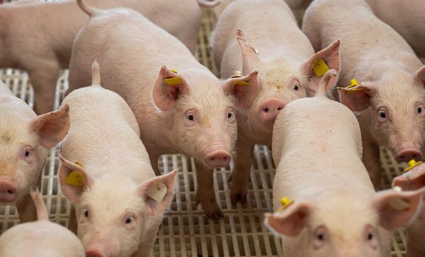 Cotação de suínos já subiu mais de 8,4% no mês de maio, segundo Indicador do Cepea