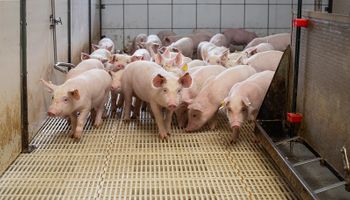 Exportações de carne suína cresceram 9,3% em julho